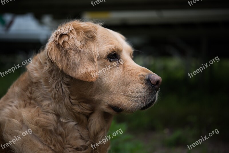 Dog Golden Retriever Pet Big Dog Golden Retriever Head