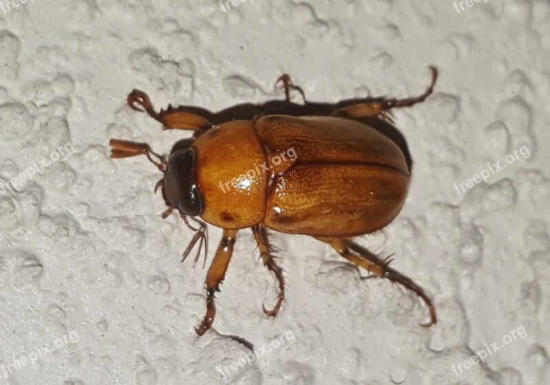 June Bug Beetle Insect Bug Flying Insect