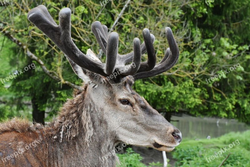 Hirsch Antler Antler Carrier Red Deer Animal