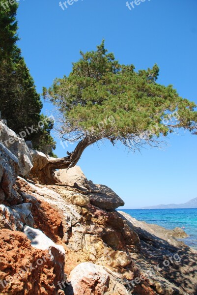 Samos Greece Rock Sea Old Tree