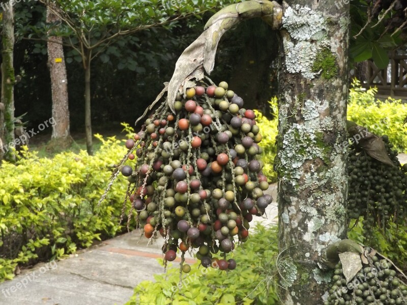 Fruit Flowers Tree Flower Nature