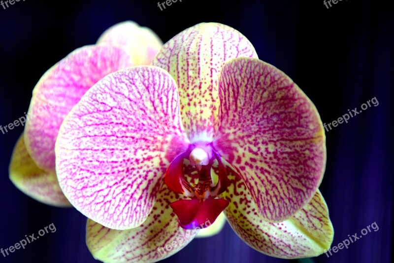 Orchid Flower Yellow-pink Free Photos