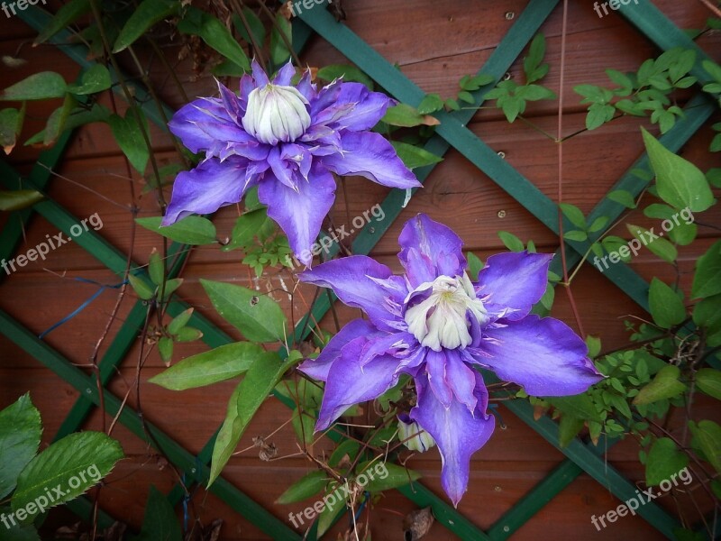 Clematis Violet Rank Growths Trellis Beautiful