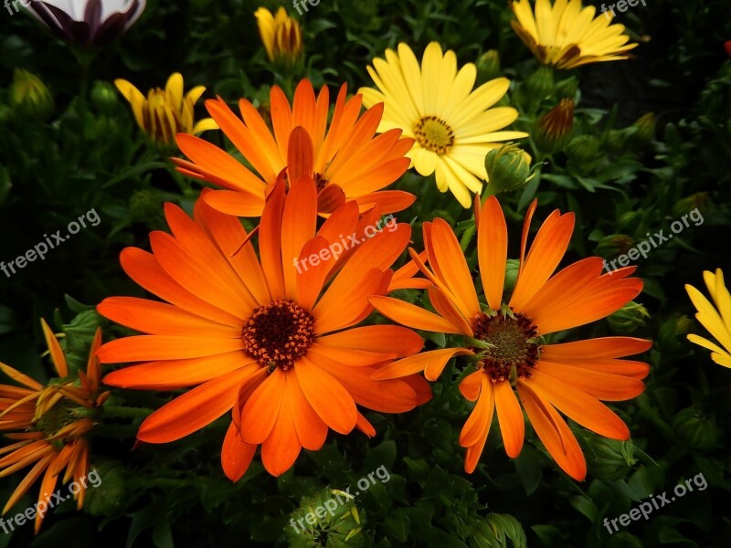 Midday Flowers Nature Beete Garden Summer