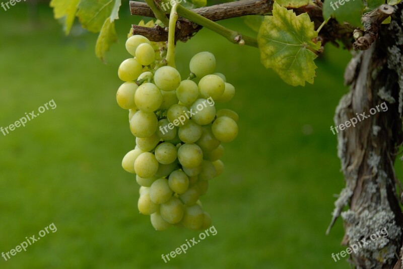 Green Wine Ripe Harvest Fruit Grapes