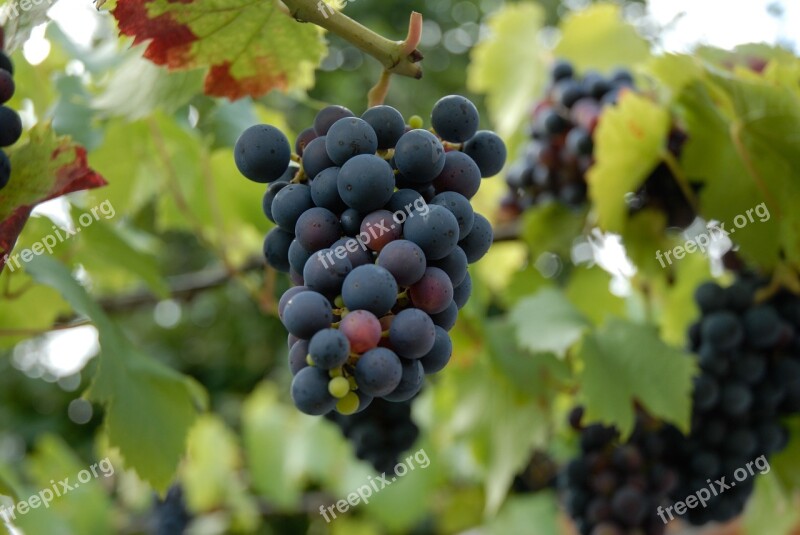 Red Wine Leaves Nature Leaf Green