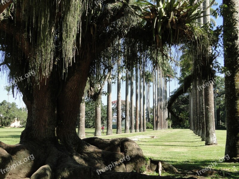 Trunk Shadow Roots Palm Trees Path