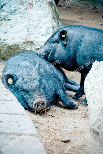 Pot Bellied Pig Vietnamese Hängebauchschwein Pig Wild Translucent Eurasisch Pig