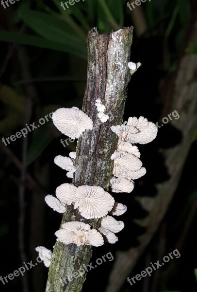 Fungi Bracket Fungi Shelf Fungi Conks Branch