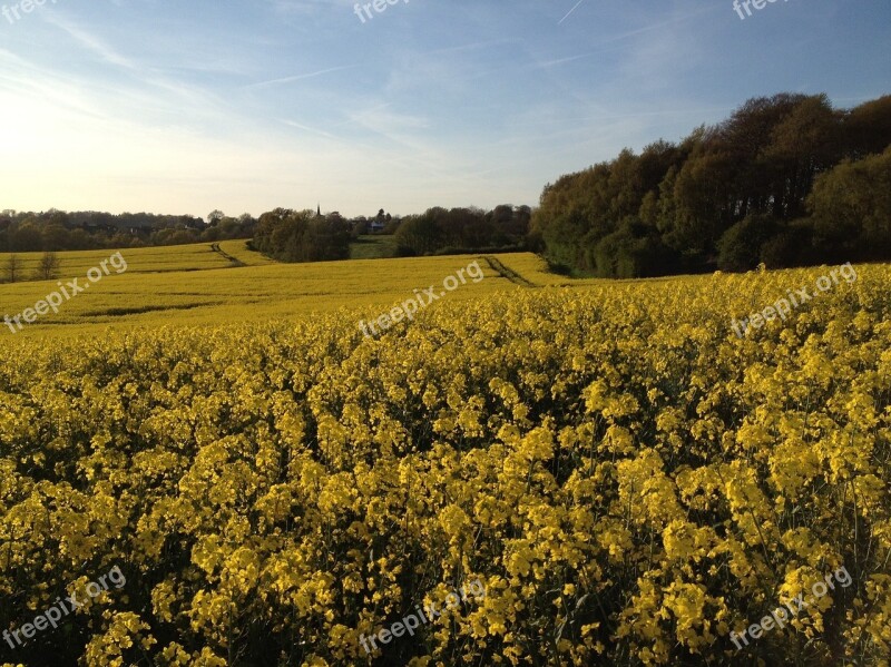 Rapeseed Field Sunshine Yellow Agriculture