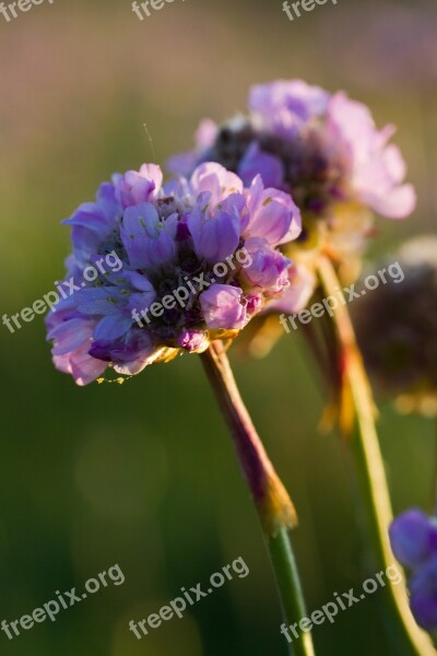 Nature Sea Grass Elke Carnation Flower