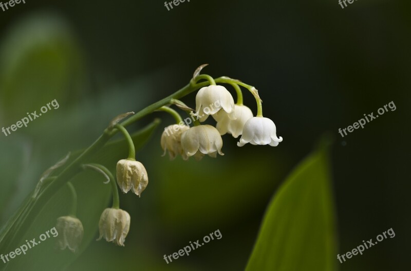 Lily Of The Valley May White Blossom Bloom