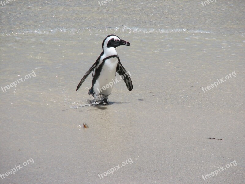 Penguin South Africa Nature Ocean Wildlife