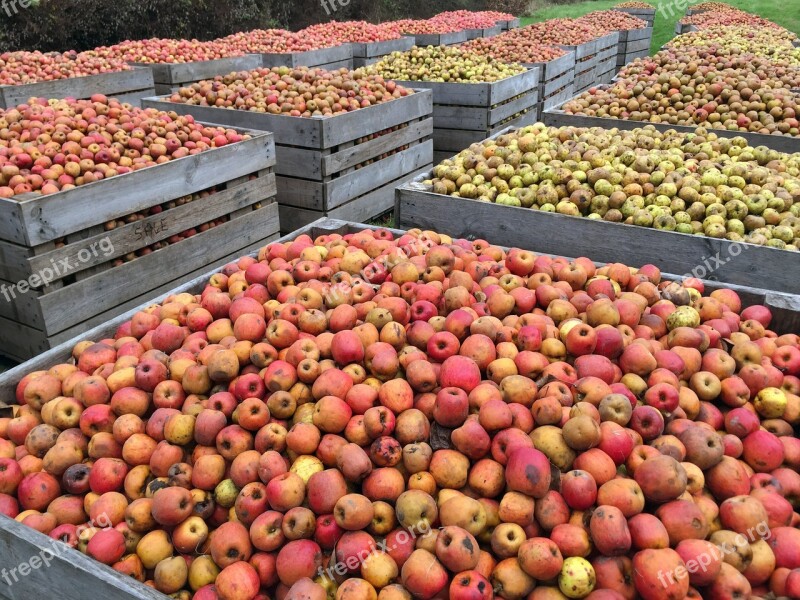 Apple Red Apples Harvest Fruit Tree Fruit