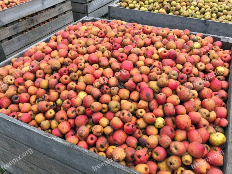 Apple Red Apples Harvest Fruit Tree Fruit