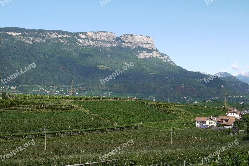 South Tyrol Vineyards Mountains Free Photos