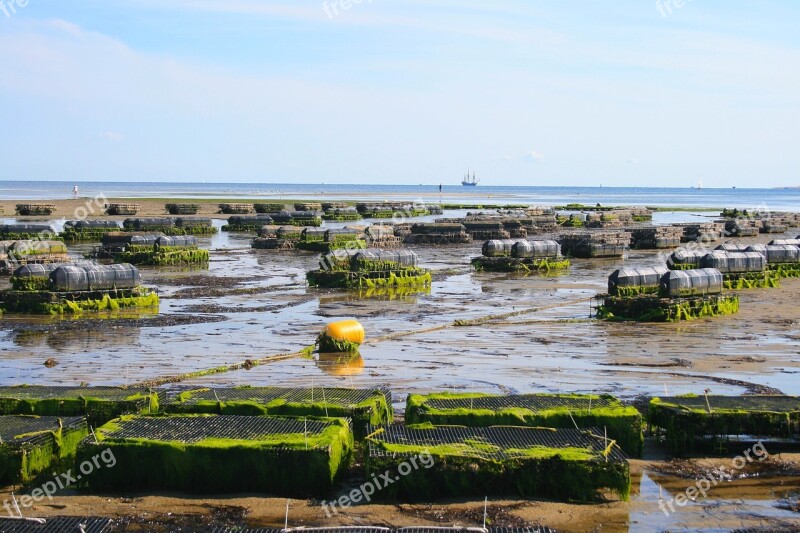 Oyster Farm Shellfish Fis Oyster Sea