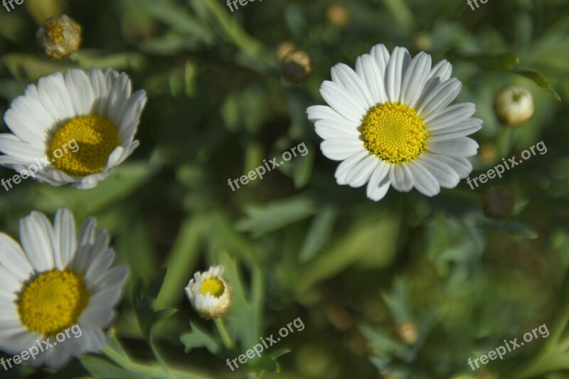 Daisies Flowers Summer Meadow Margerite Of Course