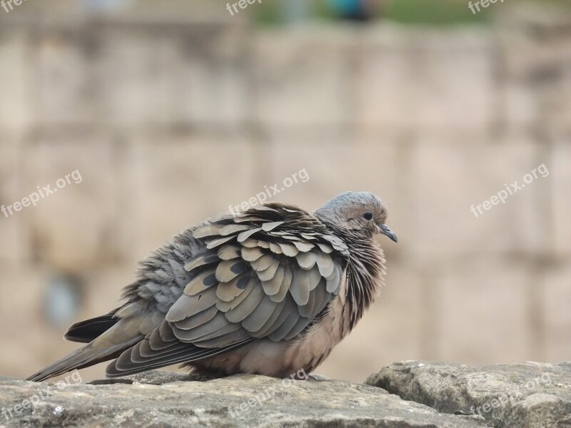 Bird Paloma Nature Ave Animal