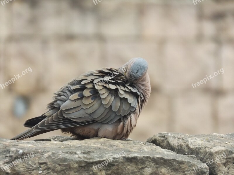 Bird Paloma Animal Animals Nature