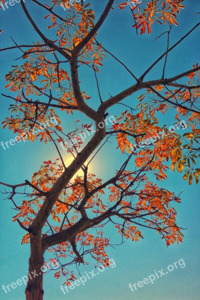 Tree Autumn South Africa Johannesburg Foliage