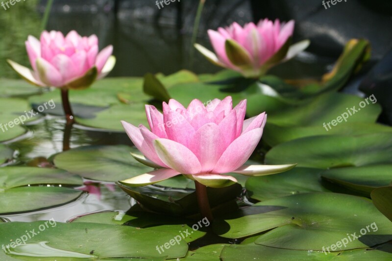 Water Lily Pond Aquatic Plant Blossom Bloom