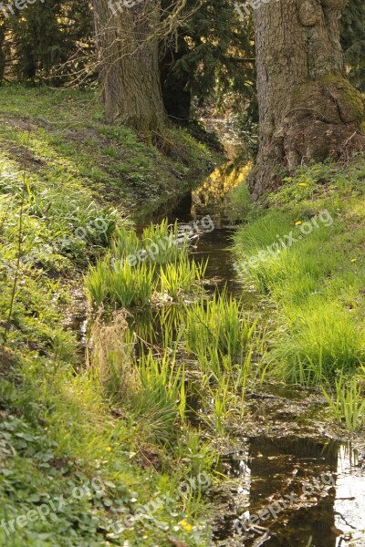 River The Brook Park Forest Water