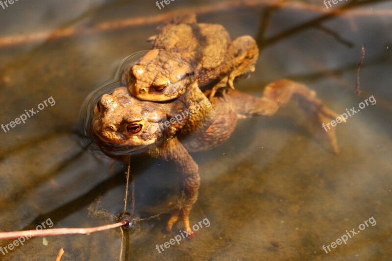 Frogs Lake Pond Water Animal