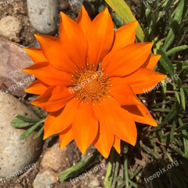 Gazania Bright Orange Flower Spring