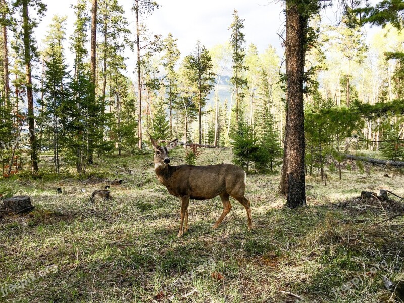 Deer Mule Deer Nature Wildlife Animal