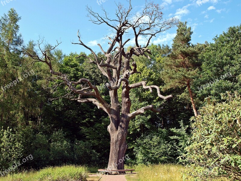 The End Of An Old Oak Tree Oak Oak Tree Nature Old Oak