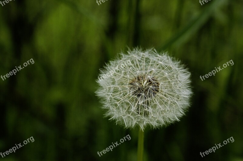 Dandelion Spring Nature Green Roadside