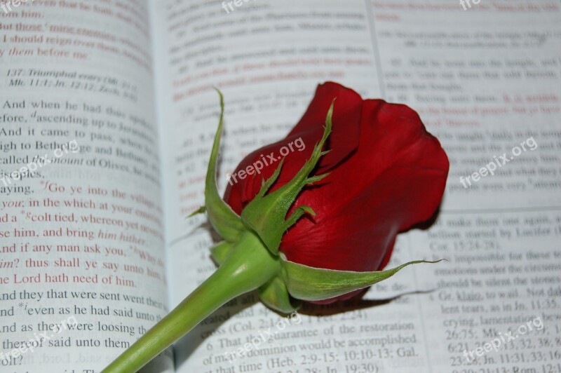 Rose Bible Words Religion Book