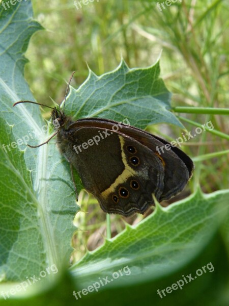 Pyronia Bathseba Butterfly Lobito List Cintada Saltabardisses Free Photos