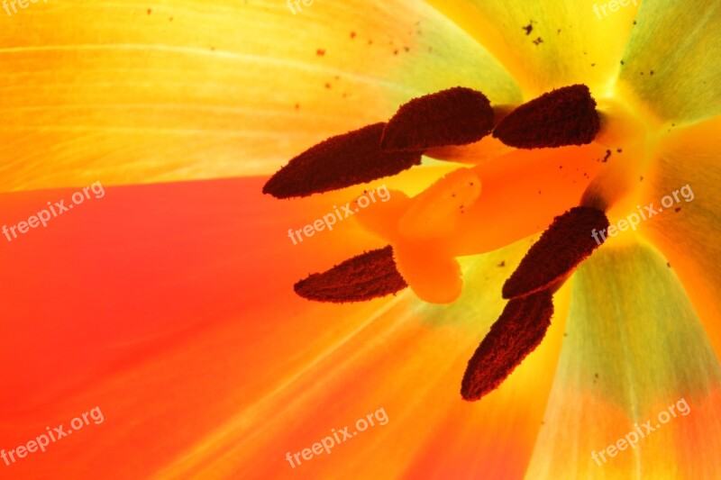 Tulip Macro Colorful Red Yellow