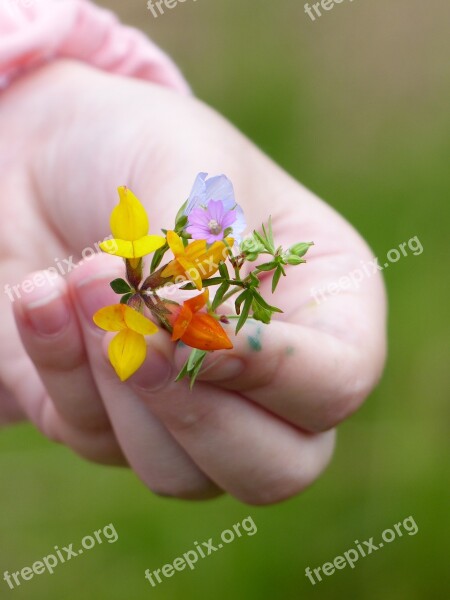 Flowers Offer Hand Free Photos