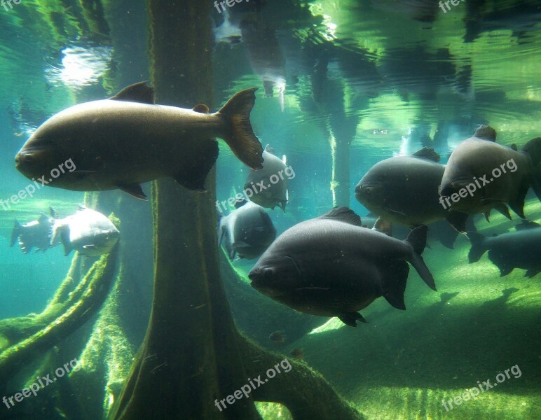 Fish Aquarium Mar Fauna Underwater