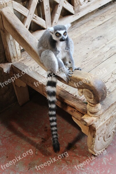 Ring Tailed Lemur Animal Zoo Monkey Lemur