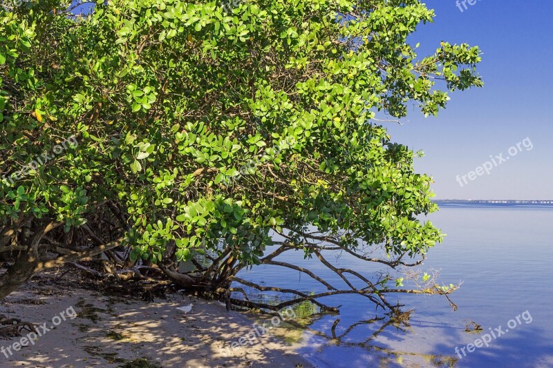 Mangrove Vegetation Beach Bay Edge Of The Sea