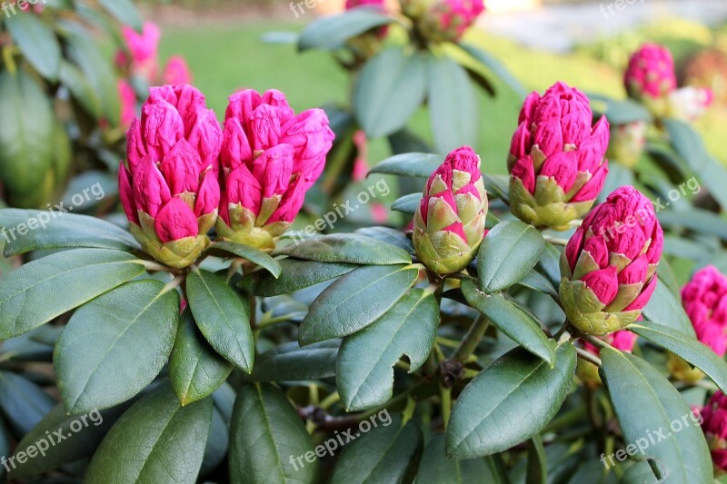 Rhododendron Garden Summer Denmark Background