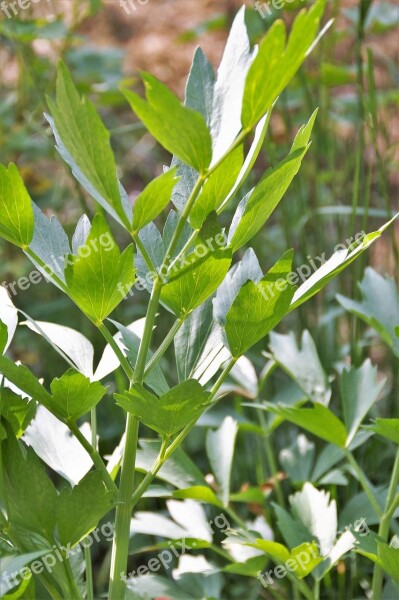 Lovage Levisticum Spices Herb Garden