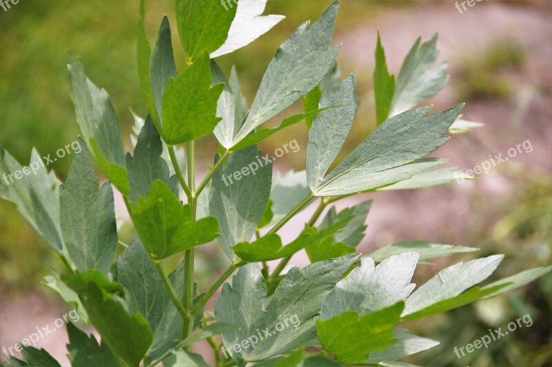 Lovage Levisticum Herb Spices Garden