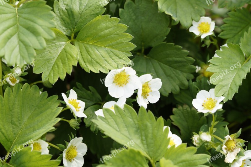 Strawberries Strawberry Field Strawberry Plants Strawberry Flowers Bloom