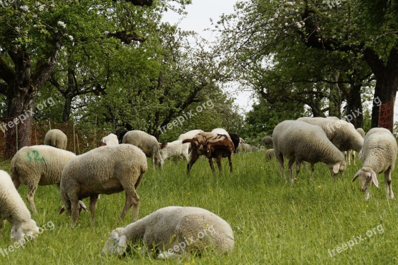 Sheep Sheep Pasture Orchards Graze Reject