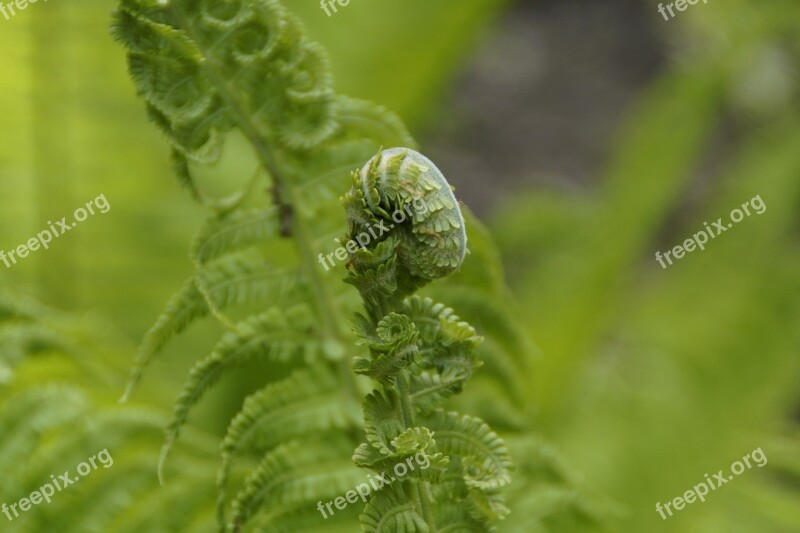 Fern Green Detail Plant Spring