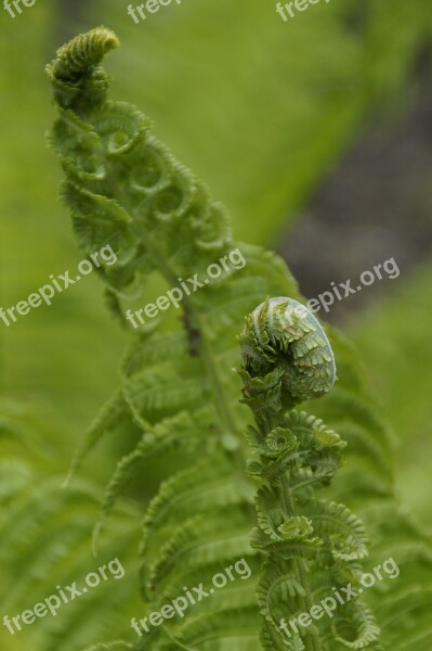 Fern Green Detail Plant Spring