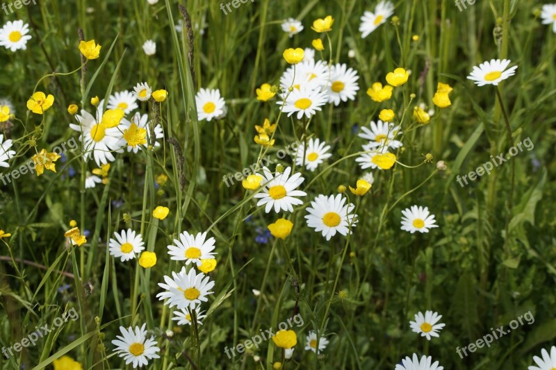 Meadow Spring Flower Meadow Wild Wild Plants