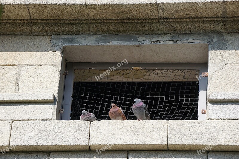 Pigeons Birds Animal Animals Pen