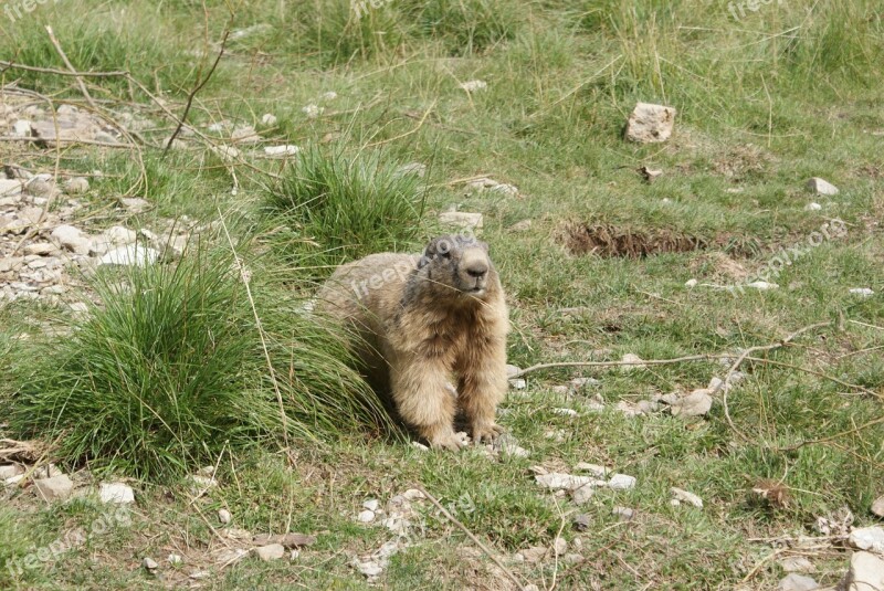 Marmot Fur Fauna Nature Summer