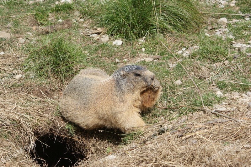 Marmot Fur Fauna Nature Summer